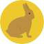 bunny